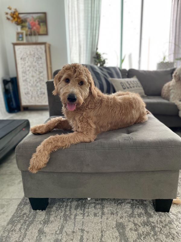 Our Dog Obi