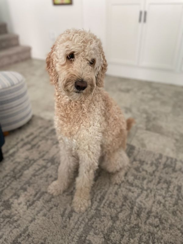 Our Dog Penny