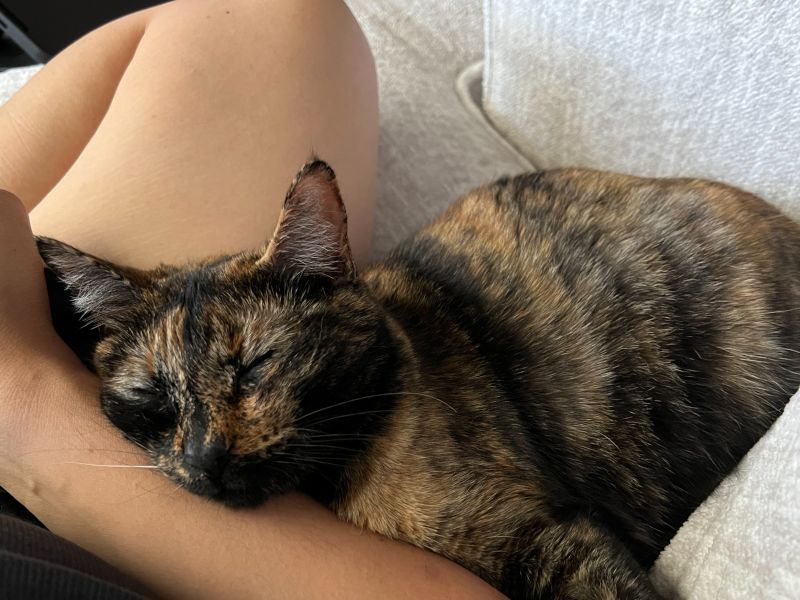 Our Wonderful Cat