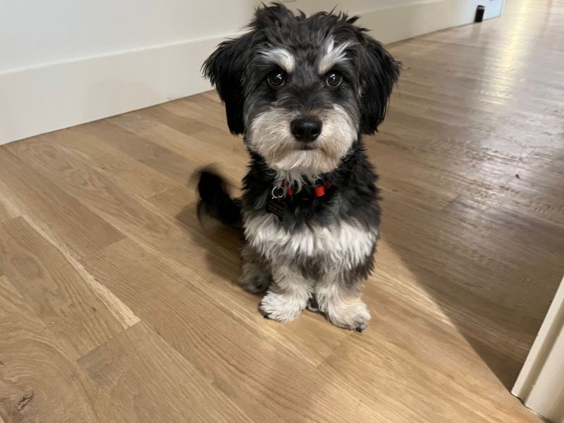 Our Pup, Grover