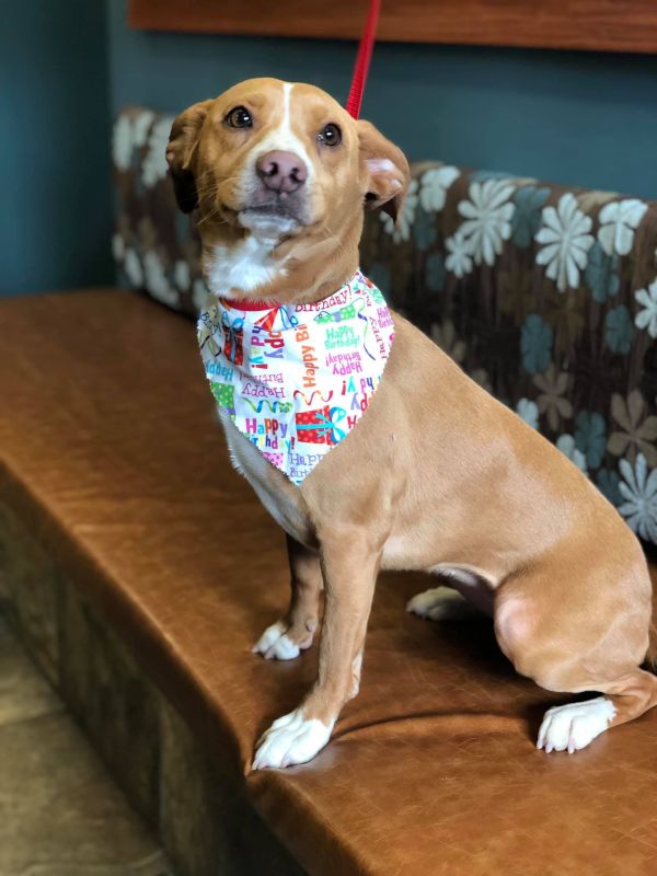 Our Pup, Hazel