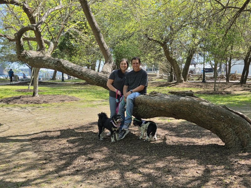 Taking the Dogs for a Walk