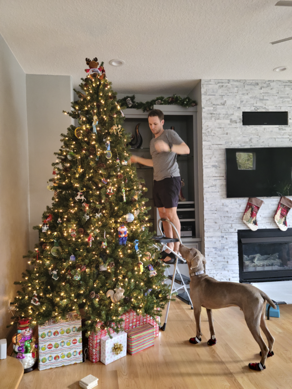 Setting up Our Christmas Tree at Home With Sammy