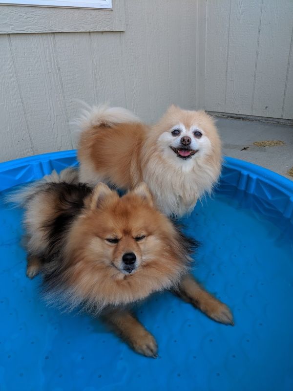 Spending Time With Our Dogs