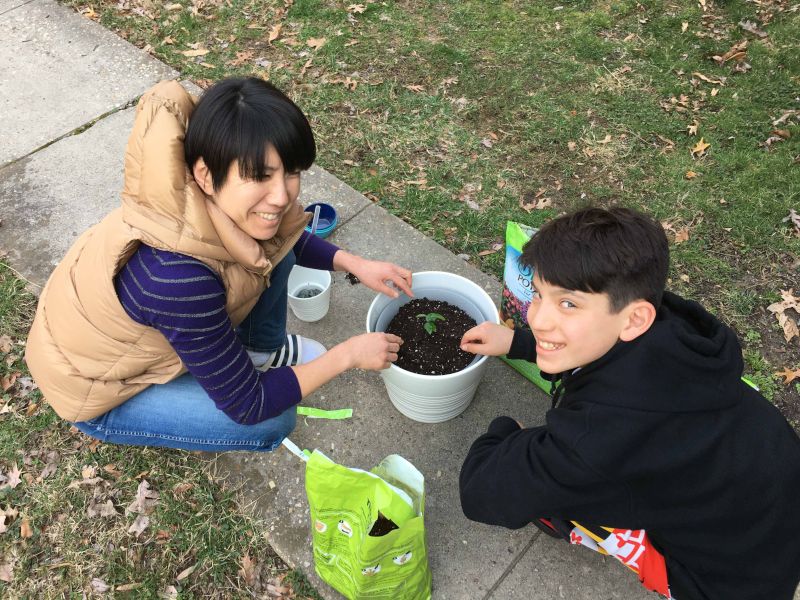 Grapefruit Tree Planting