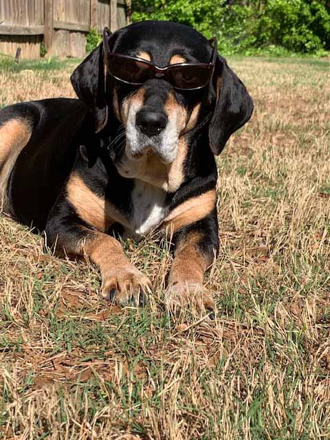 One Cool Pup